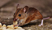 24 Hour & Emergency Exterminators in Wittenberg, WI